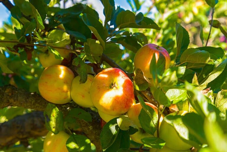 Agrivoltaïsme en cultures fruitières