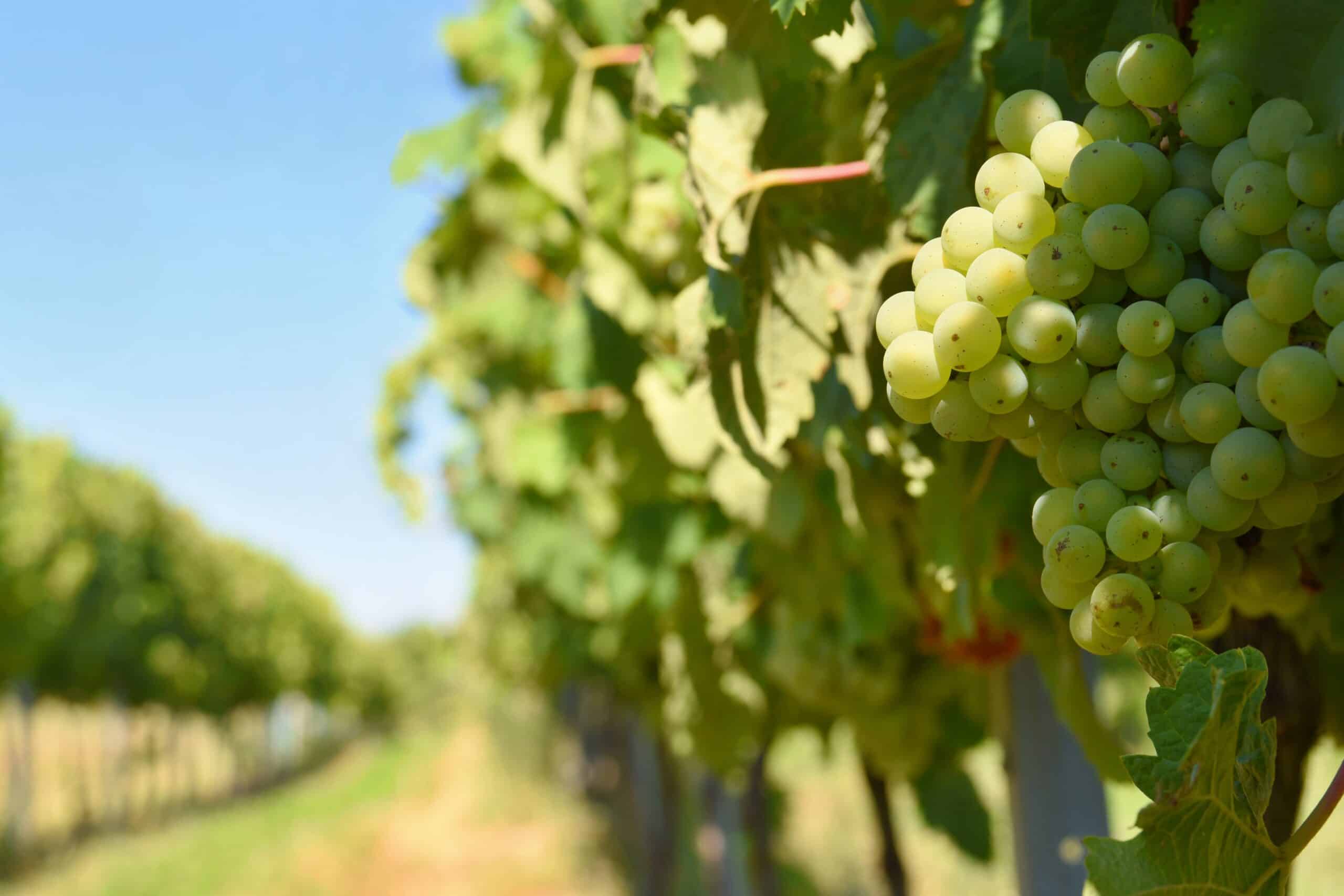 Agrivoltaisme viticulture