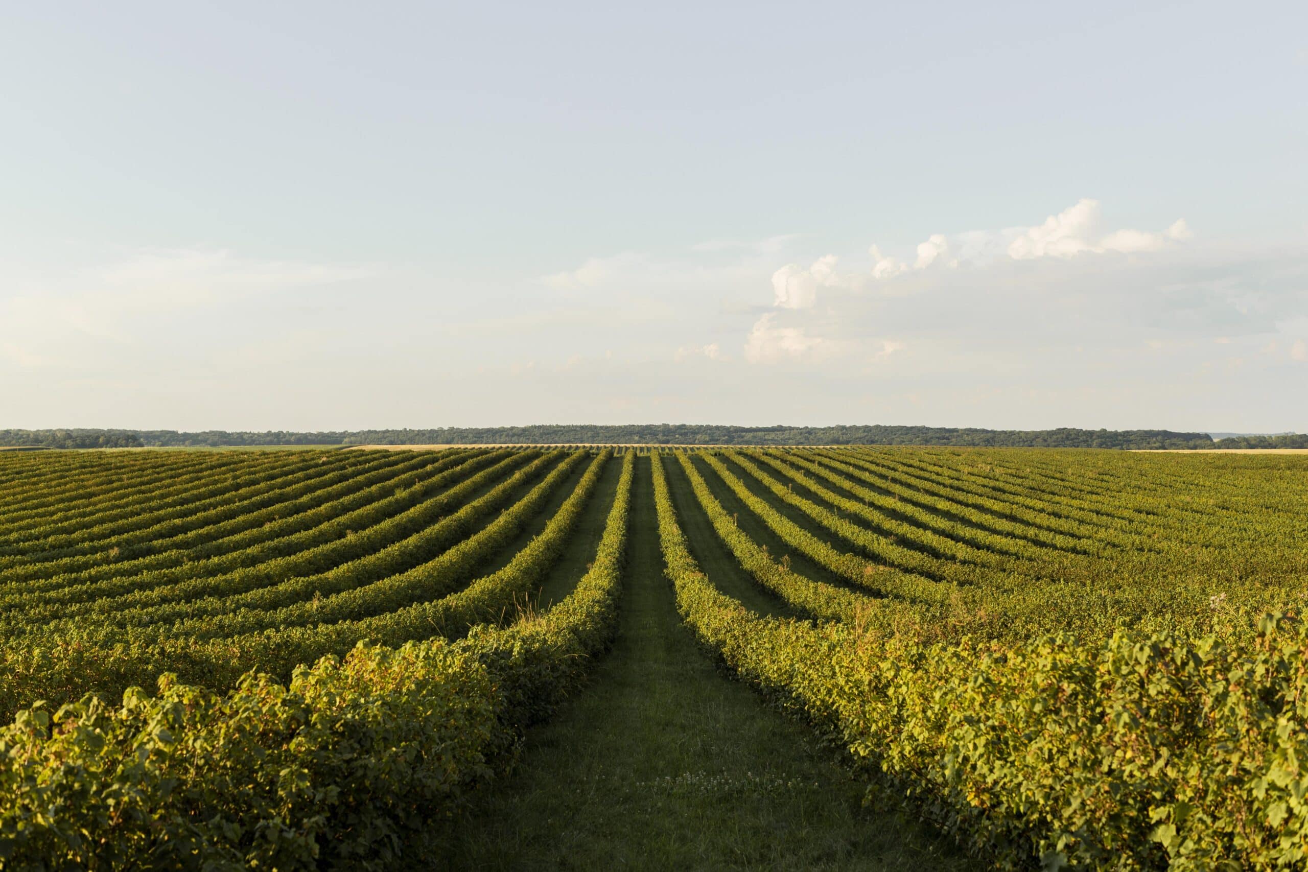 agrivoltaisme en viticulture