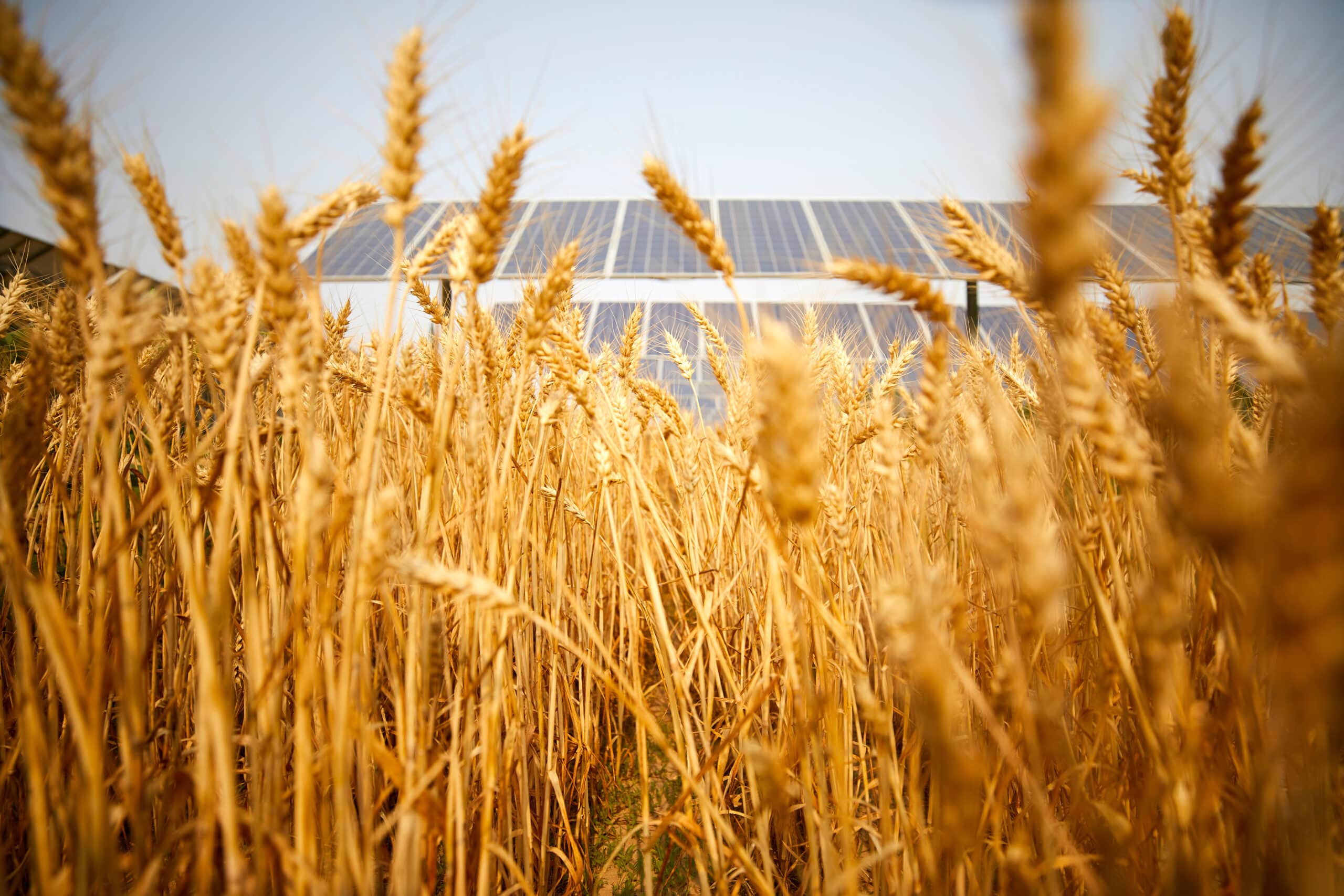 Photovoltaïque agricole